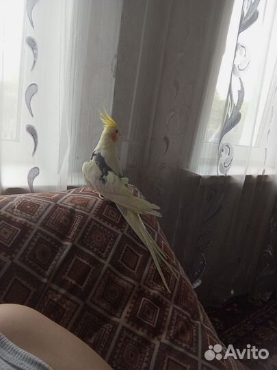 Попугай корелла с клеткой