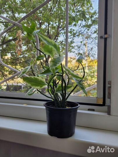 Сингониум,тёщин язык зеленый