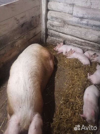 Поросята крупная белая+ дюрок