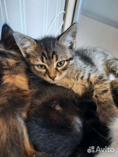 Котята Бомбейской кошки