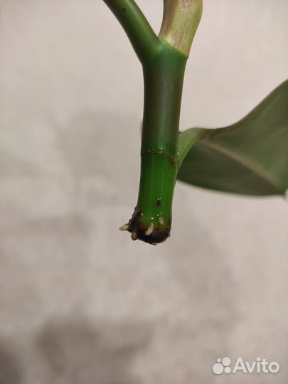 Фикус каучуконосный