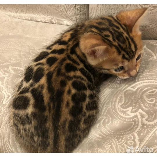 Малыши с рисунком леопарда