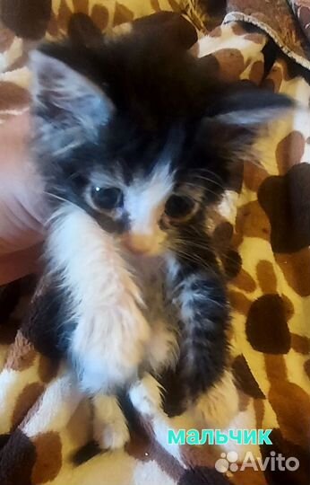 Котята в добрые руки с доставкой