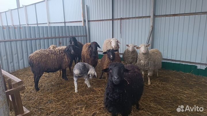 Курдючные бараны овцы