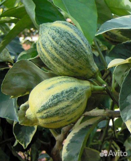 Лимон вариегатный Эврика