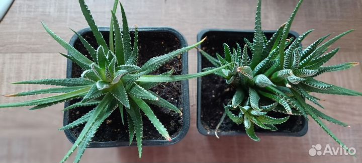 Декоративный цветок алоэ