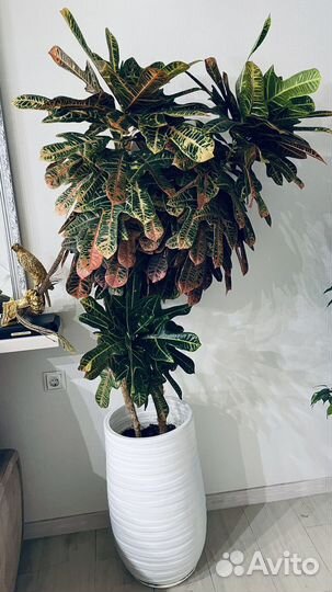 Кротон для интерьера, высокий