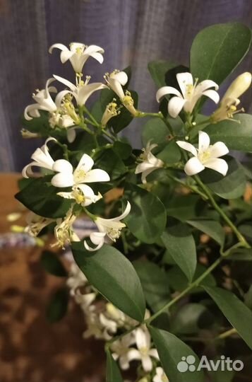 Мурайя (муррайя) взрослая. Цветёт, c плодами