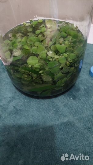 Прополка (пестия, роголистник)