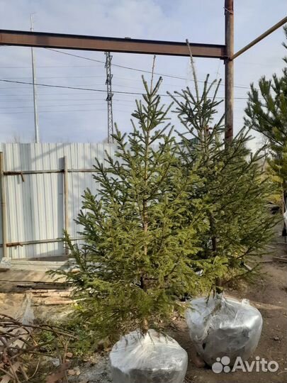 Саженцы Ели