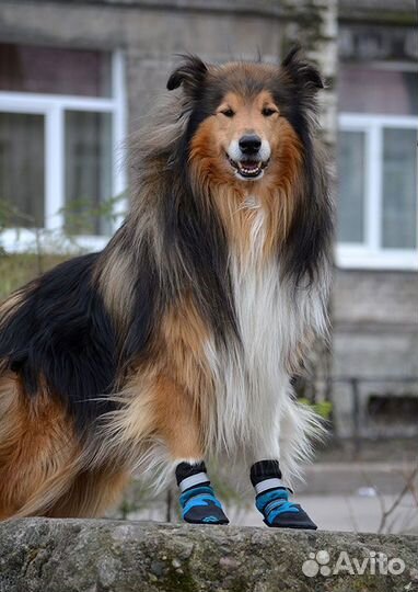 Тапки для собак - поштучно и комплект