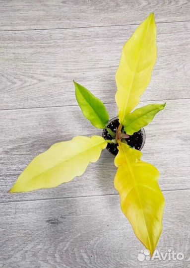 Филодендрон золотой крокодил