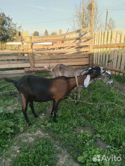 Нубийская коза