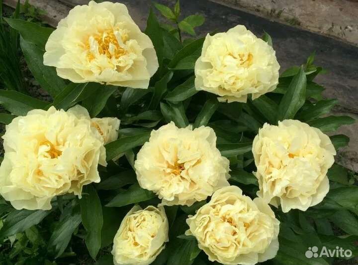 Пионы саженцы