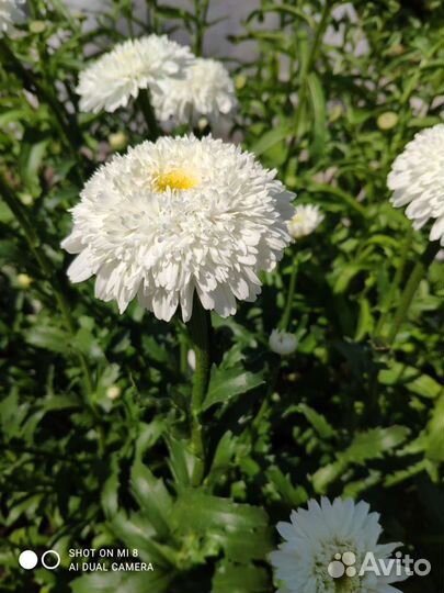 Ромашка гигант