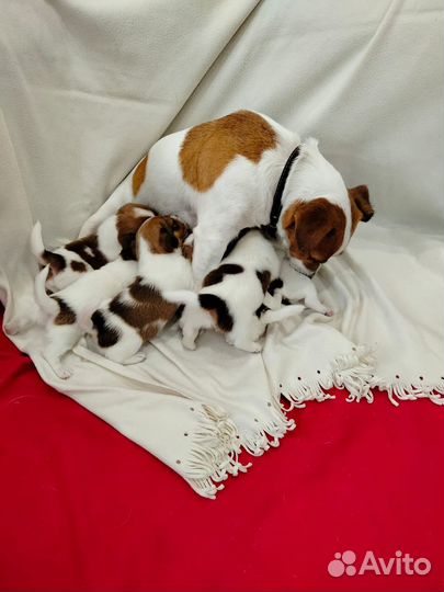 Собаки щенки