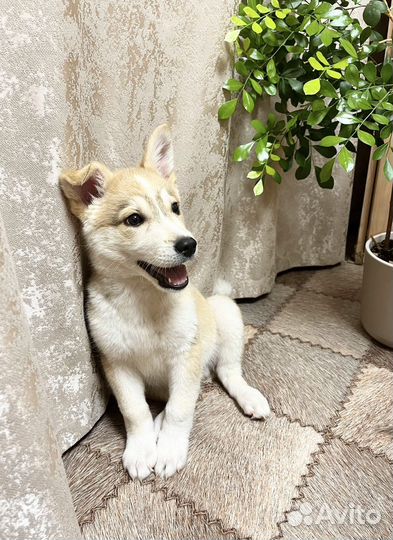 Щенок мальчик