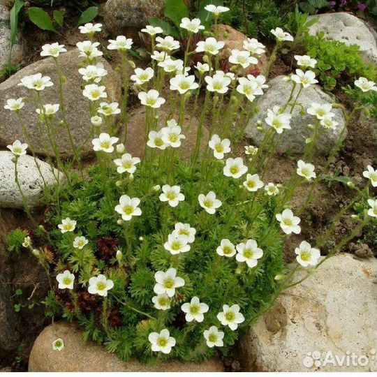 Растения для рокария