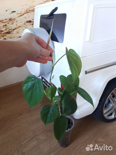 Филадендрон сканденс