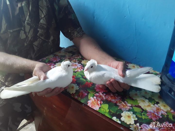 Голуби на свадьбу