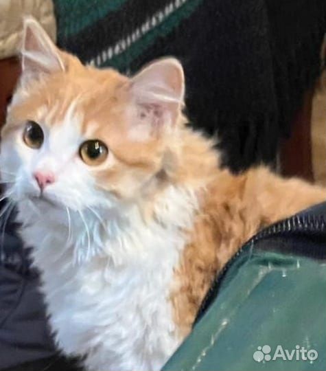 Рыжик ищет дом