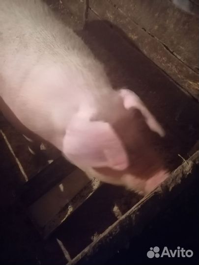 Дюрок магнус