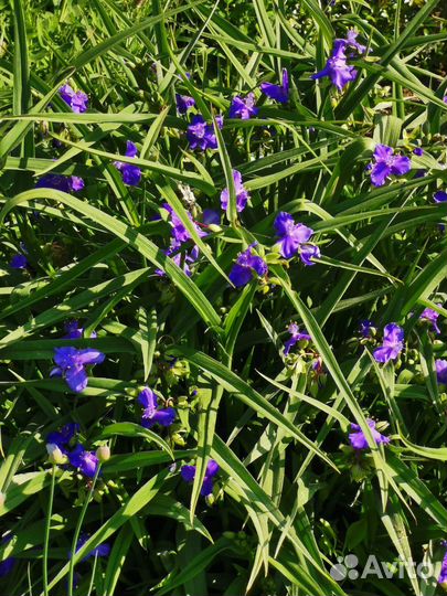 Многолетние цветы