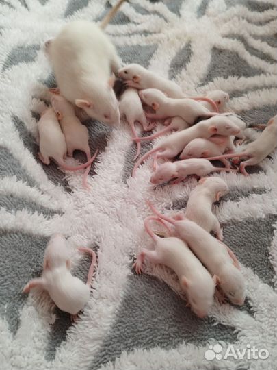 Крысята дамбо