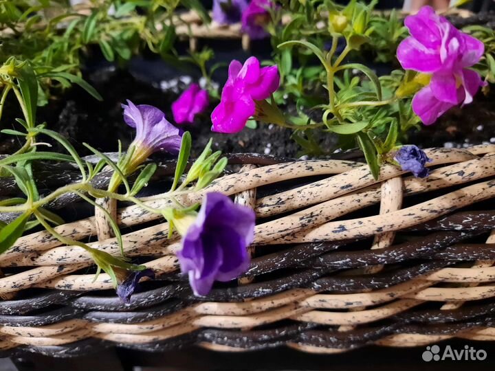 Кашпо для растений