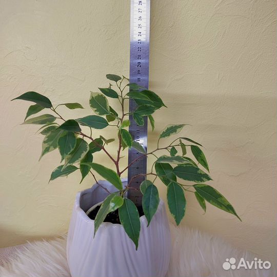 Веточка фикуса Бенджамина (укоренен)