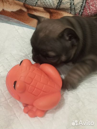 Французский бульдог щенки девочка