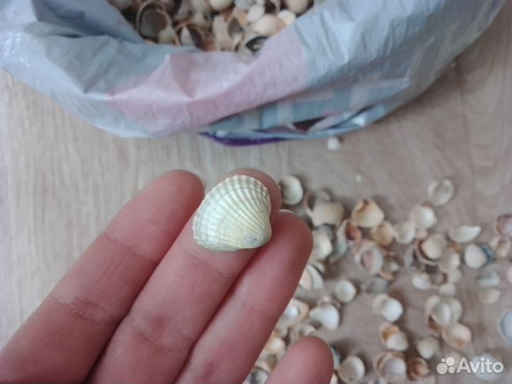 Ракушки