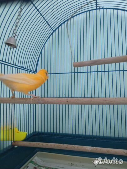 Кенара и канарейки