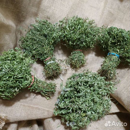 Молодой чабрец