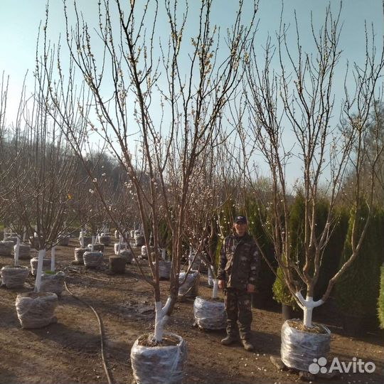 Деревья крупномеры плодовые