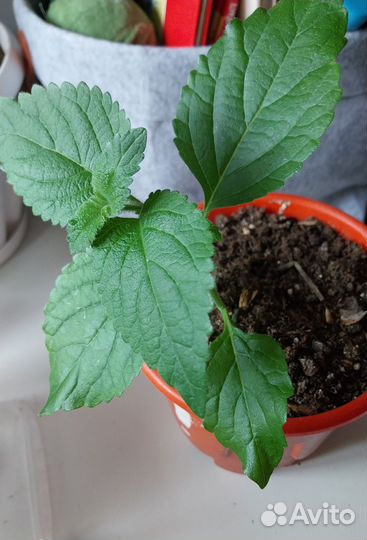 Цветы лантана