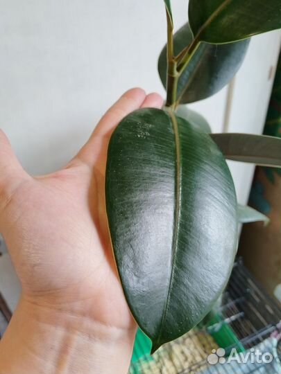 Фикус каучуконосный эластика