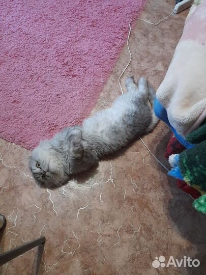 Продаю котика