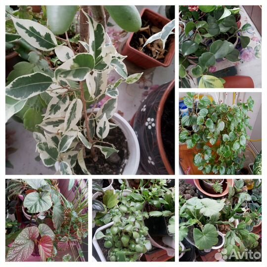 Комнатные цветы