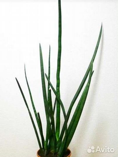 Сансевиерия спагетти