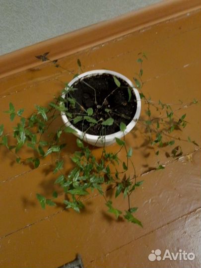 Комнатные цветы