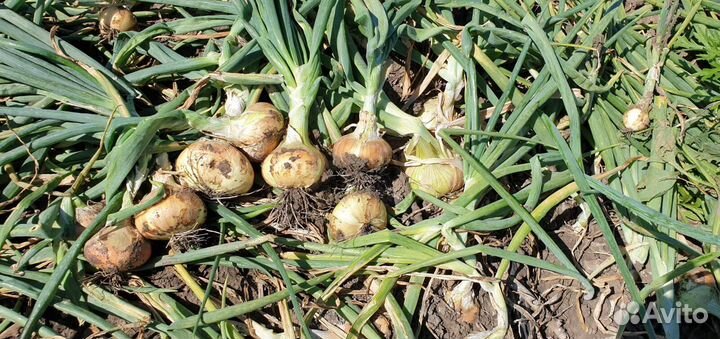 Лук Штутгарт на зелень оптом от 3 тонн