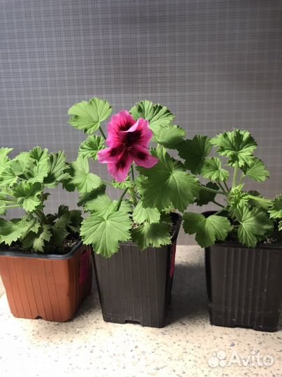 Пеларгония герань королевская