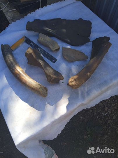 Кости мамонта