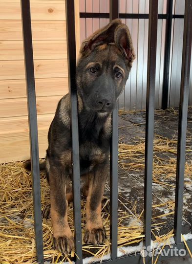 Вязка Кобель Немецкая овчарка