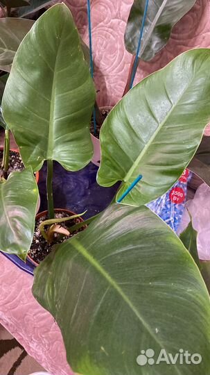 Комнатные цветы