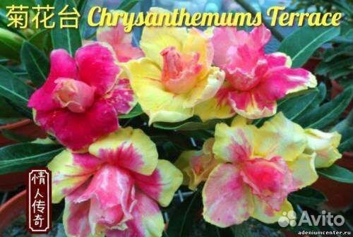 Черенки адениума