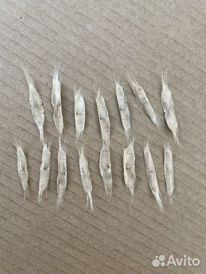 Семена катальпы прекрасной