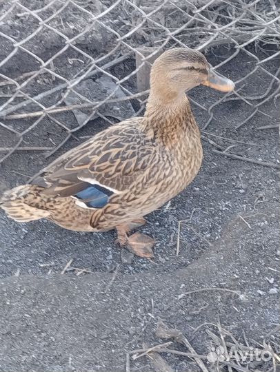 Подсадные утки