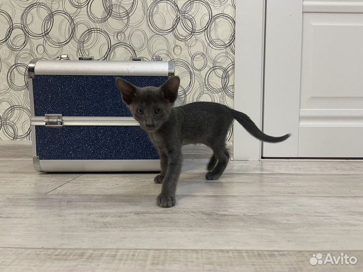 Котята ориенталы / Ориентальные котята